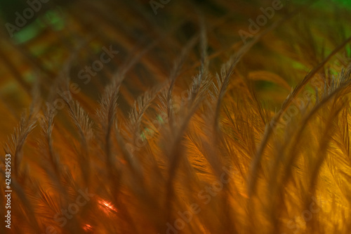 Closeup of the down feather of a bird. The bird's feather is close, fluff like seaweed or fairy trees, an abstraction of tenderness and lightness photo