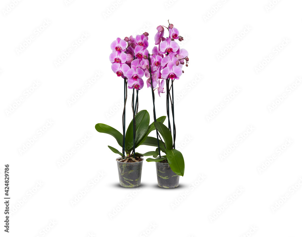 Purple orchids in pots adorn the balcony isolated with clipping path 