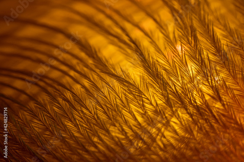 Closeup of the down feather of a bird. The bird's feather is close, fluff like seaweed or fairy trees, an abstraction of tenderness and lightness photo