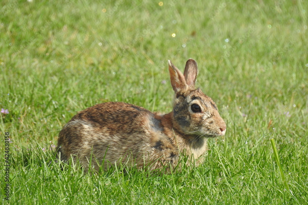 A bunny living in Langley, on Whidbey Island, in the Pacific Northwest, Washington State. A bunny living in Langley, on Whidbey Island, in the Pacific Northwest, Washington State.