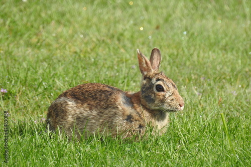 A bunny living in Langley  on Whidbey Island  in the Pacific Northwest  Washington State.