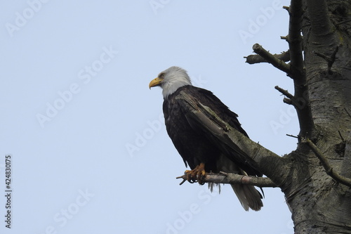 Bald Eagle enjoying a beautiful day on Whidbey Island, in the Pacific Northwest, Washington State.