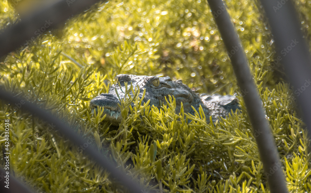 Naklejka premium Crocodile