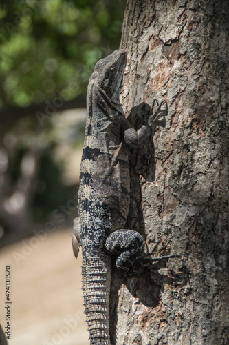Iguana