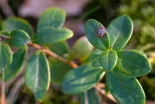 Close up of American dog tick crawling on cranberry leaf in nature. These arachnids a most active in spring and can be careers of Lyme disease or encephalitis. Nobody