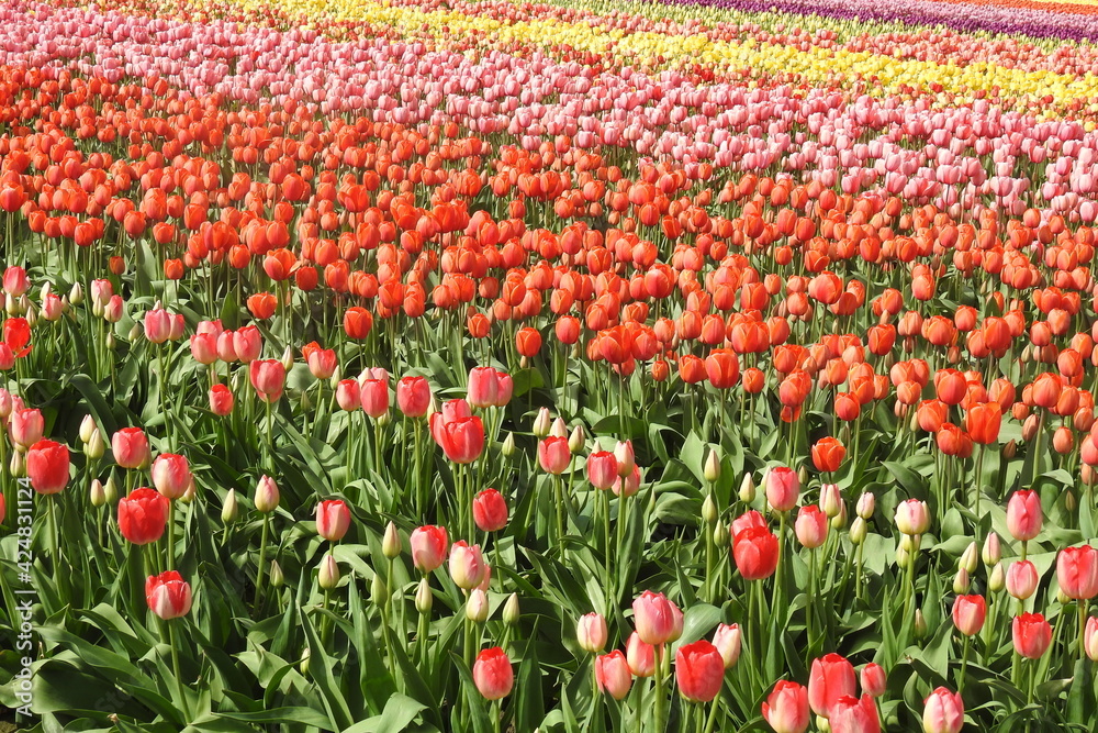 Beautiful tulips, tulip festival, Skagit Valley, Pacific Northwest, Washington State.
