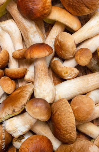 Brown cap Boletus Edulis background. A lot of edible mushrooms on a kitchen table. Nobody