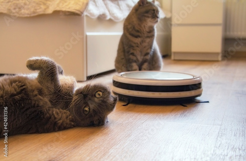 a domestic cats, robot vacuum cleaner on a laminate. Smart home appliances pet friendly, improve living conditions concept