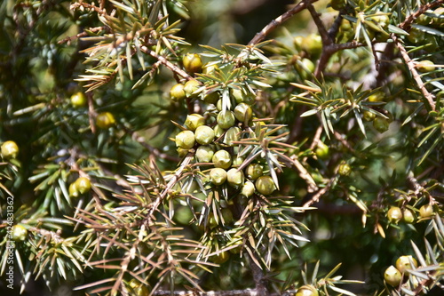 bloom of common juniper shrub