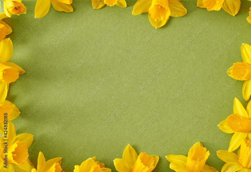 Spring concept - yellow daffodil flowers around green paper background, copy space in the middle