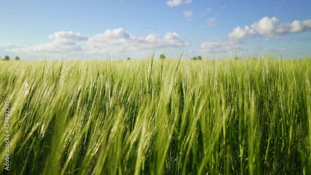 Agriculture. Wind sways thick barley in a field creating waves. Ripening crops under the warm sun. A cereal field for making bread and beer. A large crop of grain. growing organic plants Agriculture. Wind sways thick barley in a field creating waves. Ripening crops under the warm sun. A cereal field for making bread and beer. A large crop of grain. growing organic plants