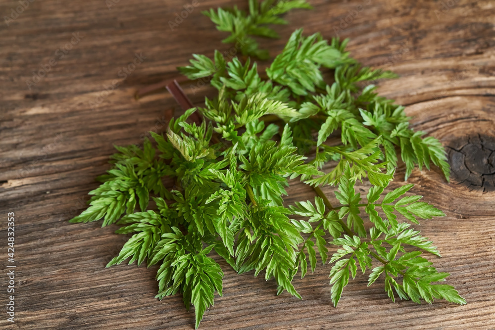 Young cow parsley leaves on a table - wild edible plant growing in early spring Young cow parsley leaves on a table - wild edible plant growing in early spring