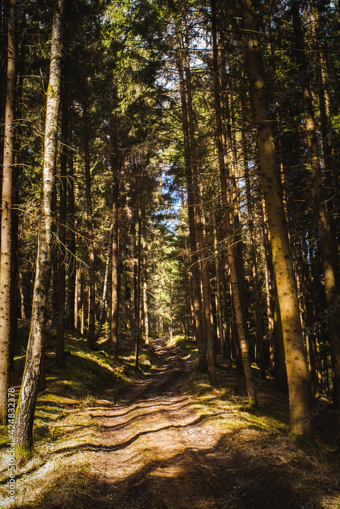 Fototapeta premium Forest in Austria on sunny spring day.