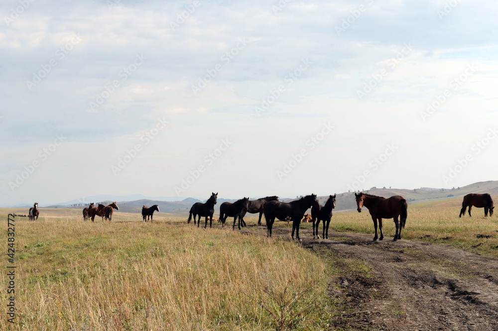 Horses in the foothills of the Tigirek range of the Altai Mountains in Western Siberia Russia Horses in the foothills of the Tigirek range of the Altai Mountains in Western Siberia Russia