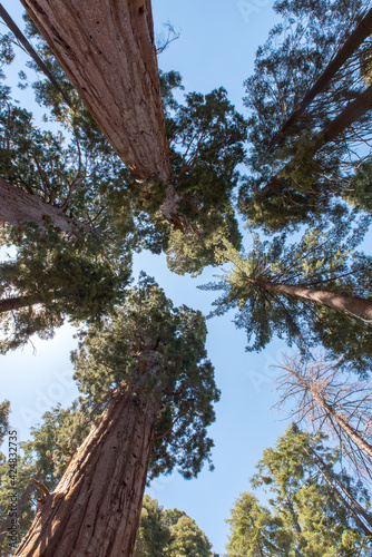 Bottom view of big trees in Sequoia National Park © Dave
