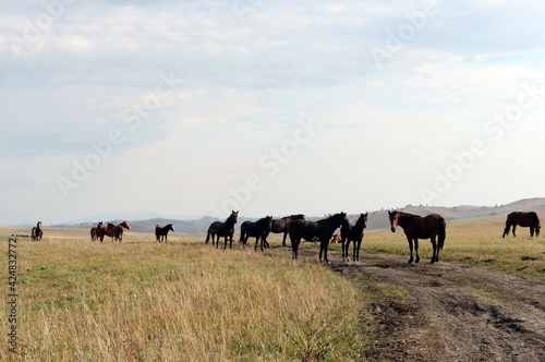 Horses in the foothills of the Tigirek range of the Altai Mountains in Western Siberia Russia
