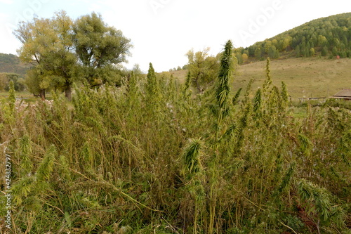 Cannabis thickets in the south of Western Siberia. Russia photo