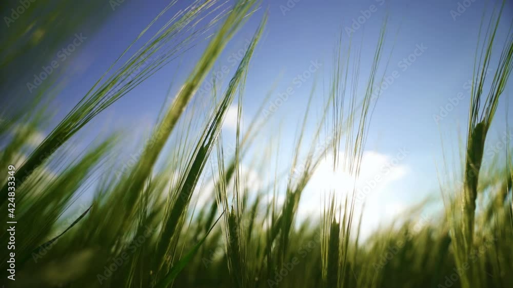 Agriculture. The rays of the sun shine through the spikelets of barley. The wind sways wheat in the field, waves of crops. A cereal field for making bread and beer. A large crop of grain. Agriculture. The rays of the sun shine through the spikelets of barley. The wind sways wheat in the field, waves of crops. A cereal field for making bread and beer. A large crop of grain.