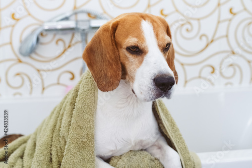 Beagle Dog Sitting in Bathtub Waiting to be Dried © Przemyslaw Iciak