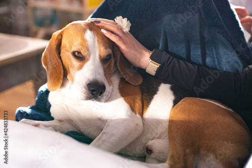 Beagle dog enjoy stroking while lying on sofa at home