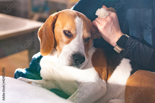 Beagle dog enjoy stroking while lying on sofa at home © Przemyslaw Iciak