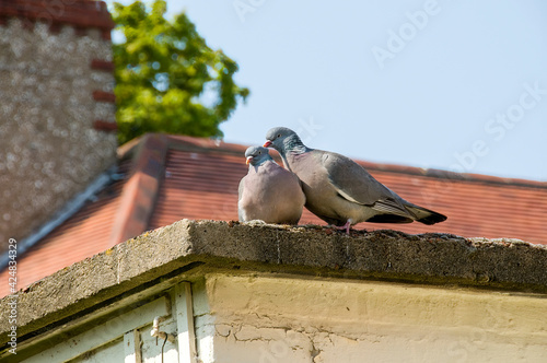Wood pigeons courting 