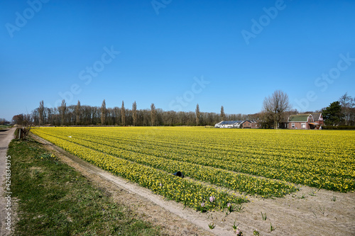 Beautiful yellow daffodil field in the sun with blue sky