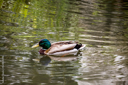 Mallard