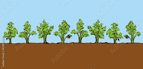 Carrot. Vector drawing