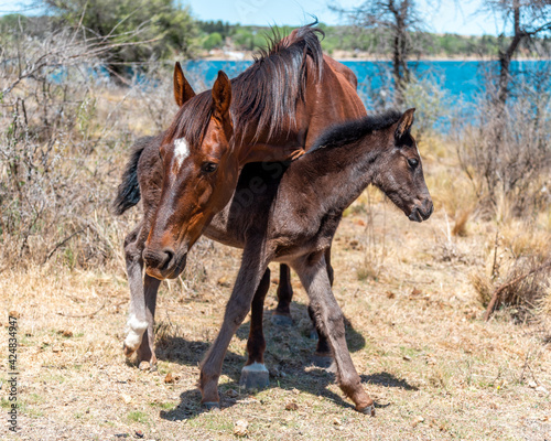 Colt passing under its mother neck