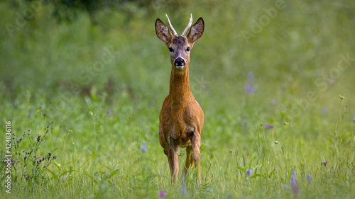 Alert roe deer looking to the camera and walking forward on meadow