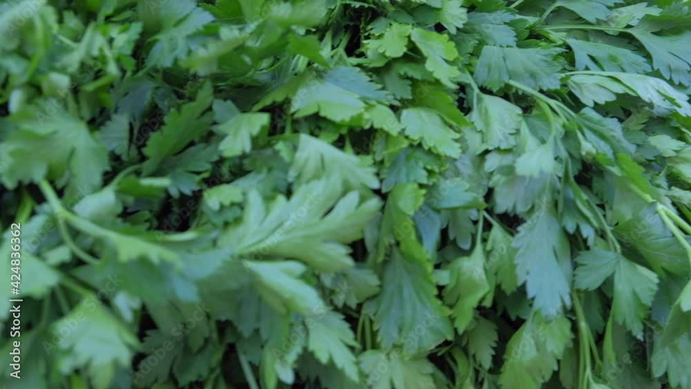 Bunches of parsley, dill and other different seasonal garden greens at local farmers market Bunches of parsley, dill and other different seasonal garden greens at local farmers market