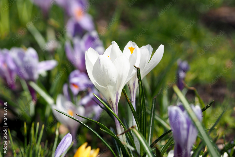 two buds of white crocuses on a background of lilac buds growing in the park on a sunny spring day side view two buds of white crocuses on a background of lilac buds growing in the park on a sunny spring day side view