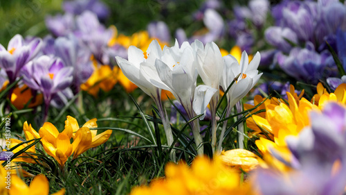 a bush of white crocuses against the background of lilac and yellow buds grows in the park on a sunny spring day side view