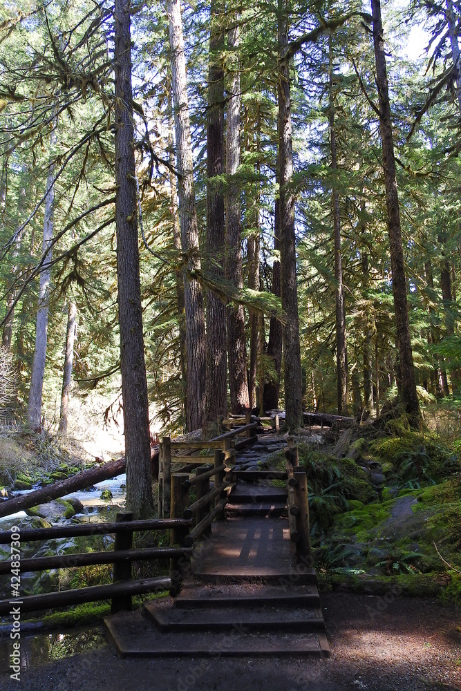 Obraz premium The Sol Duc Falls hiking trail in Sol Duc Valley, located in the Olympic National Forest, Pacific Northwest, Washington State.