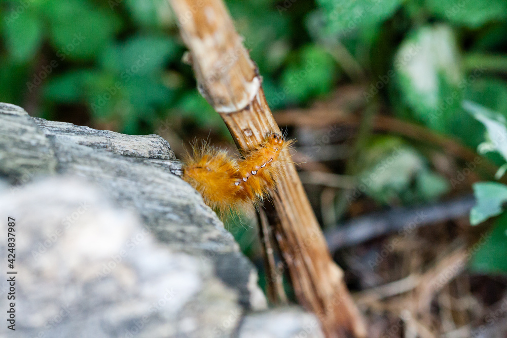 Caterpillar of yellow color with white dots on the back