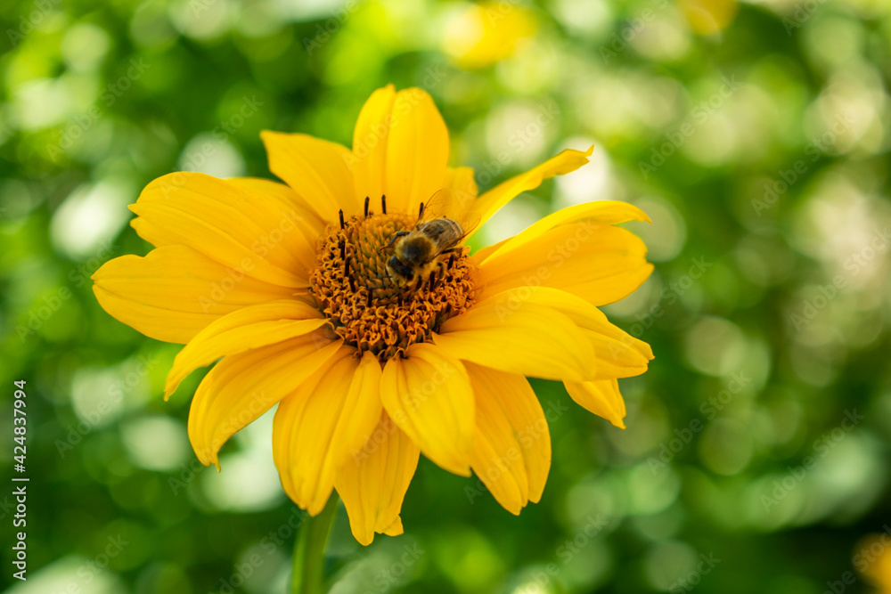 Obraz premium Fresh bright yellow sunflower flower (sunroot, sunchoke, earth apple or Jerusalem artichoke plant) and a pollinating bee or wasp sitting on it. Sunny day in the green spring or summer garden.