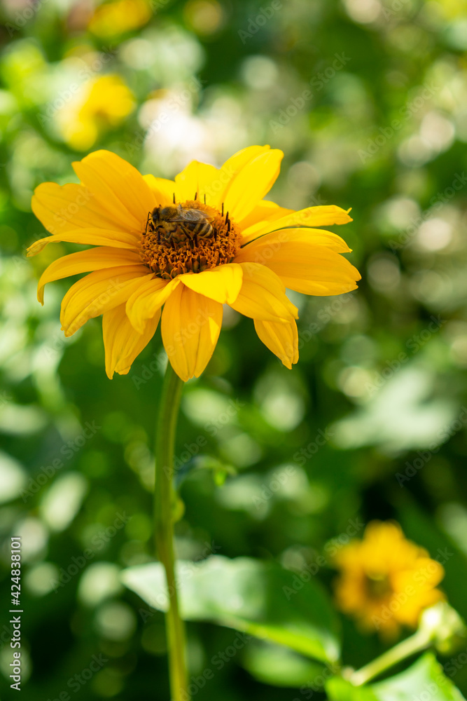 Fresh bright yellow sunflower flower (sunroot, sunchoke, earth apple or Jerusalem artichoke plant) and a pollinating bee or wasp sitting on it. Sunny day in the green spring or summer garden. Fresh bright yellow sunflower flower (sunroot, sunchoke, earth apple or Jerusalem artichoke plant) and a pollinating bee or wasp sitting on it. Sunny day in the green spring or summer garden.