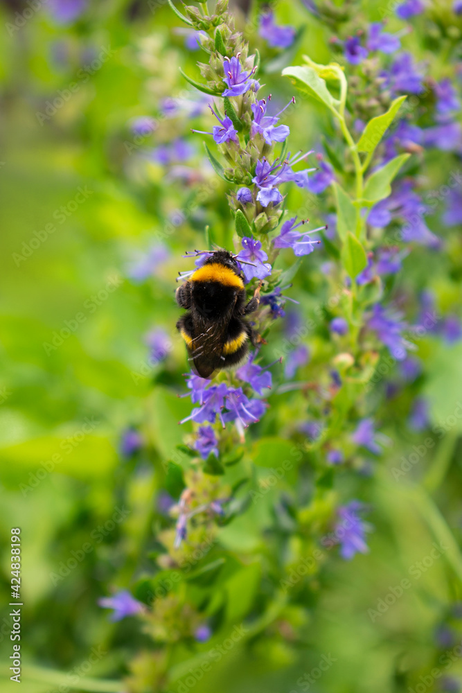 Purple or violet salvia flower head with pollinating insect (bee or wasp or furry black bumblebee with yellow stripes) in the green summer or spring garden Purple or violet salvia flower head with pollinating insect (bee or wasp or furry black bumblebee with yellow stripes) in the green summer or spring garden