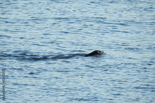 A river otter swimming in the Puget Sound, in the Pacific Northwest, Washington State.