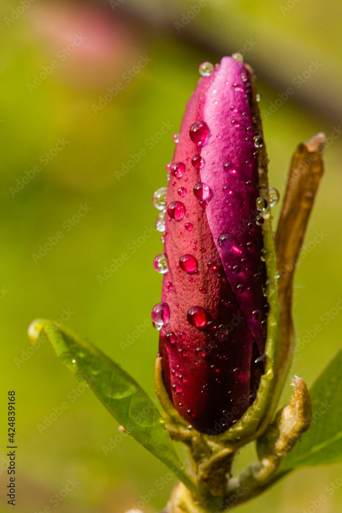 Macro Magnolia bud covered with drops Macro Magnolia bud covered with drops