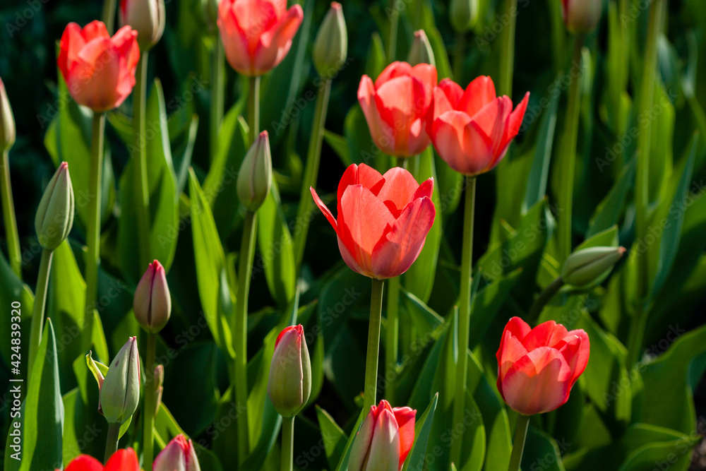 Macro of red tulips on a background of green grass