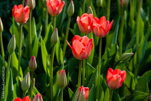 Macro of red tulips on a background of green grass