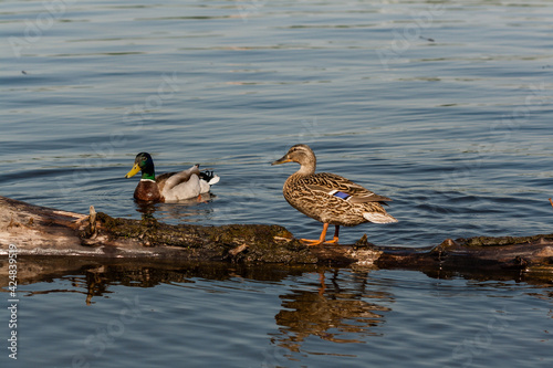 Duck and drake sit on a log