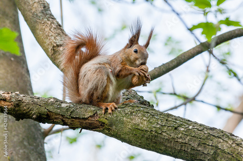 Squirrel sits on a branch and gnaws nuts © Minakryn Ruslan 