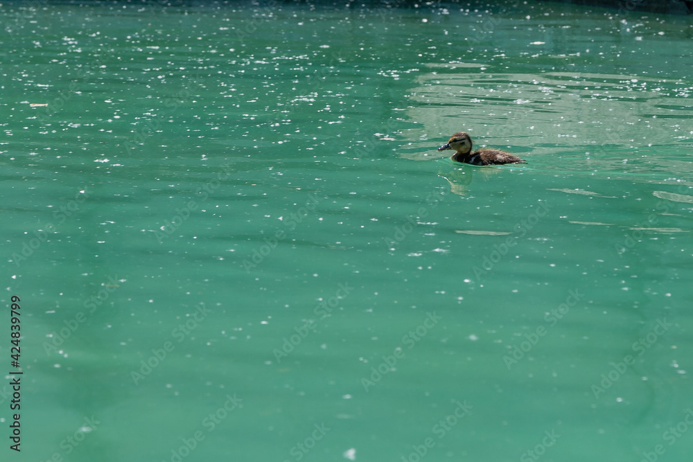 Obraz premium Small duckling floating on water