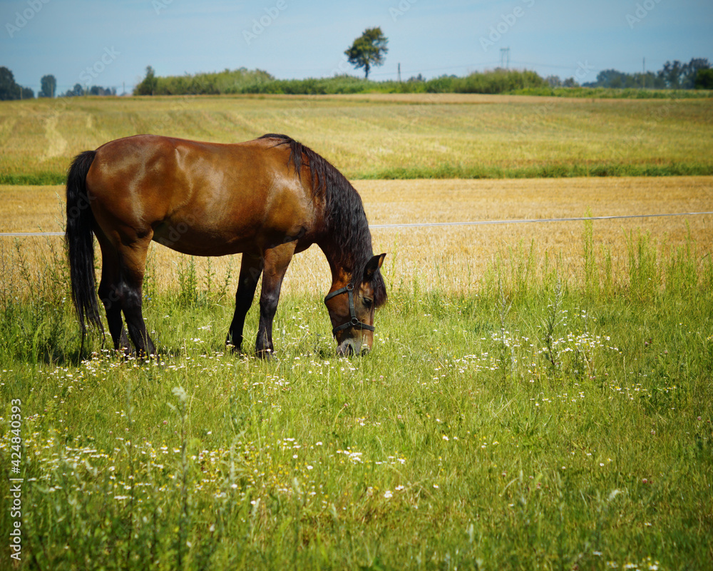 A horse eating grass in a meadow A horse eating grass in a meadow