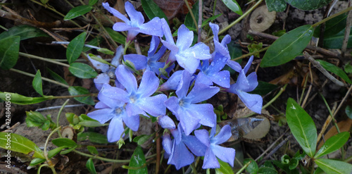 Wiosenne niebieskie kwiaty