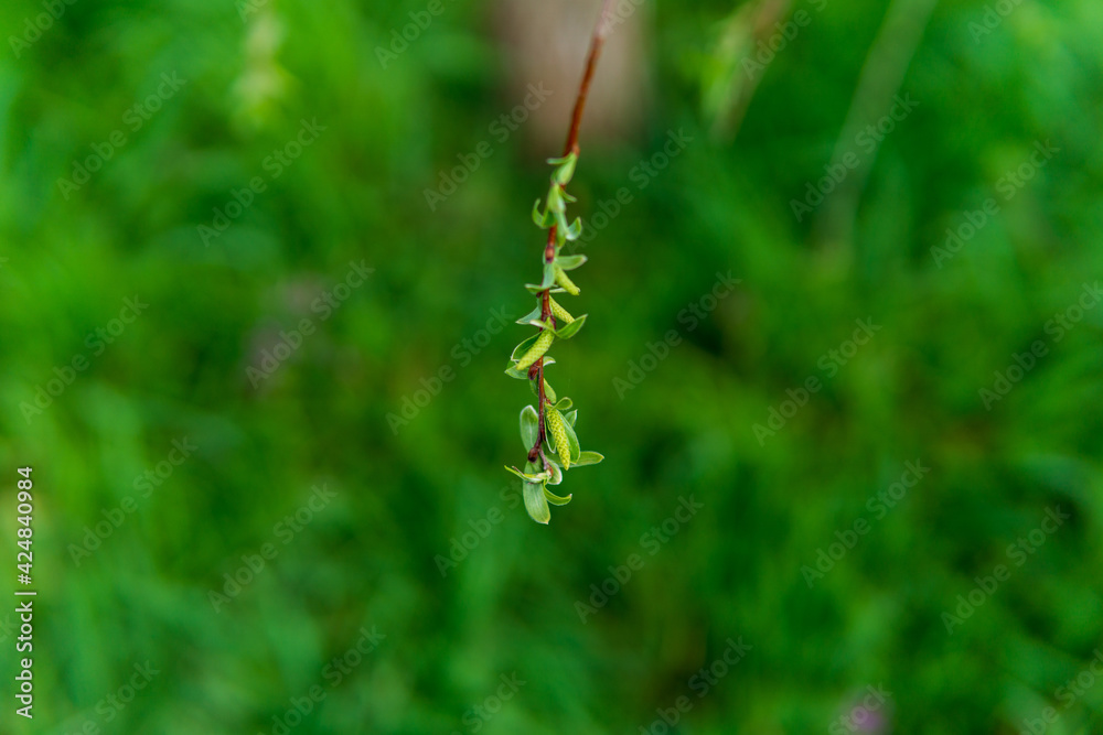 Fototapeta premium plant in the garden