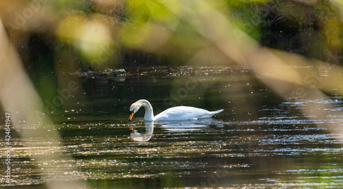 Fototapeta Naklejka Na Ścianę i Meble -  precioso cisne en medio la naturaleza